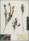 Foto von Salix repens subsp. rosmarinifolia (L.) Andersson